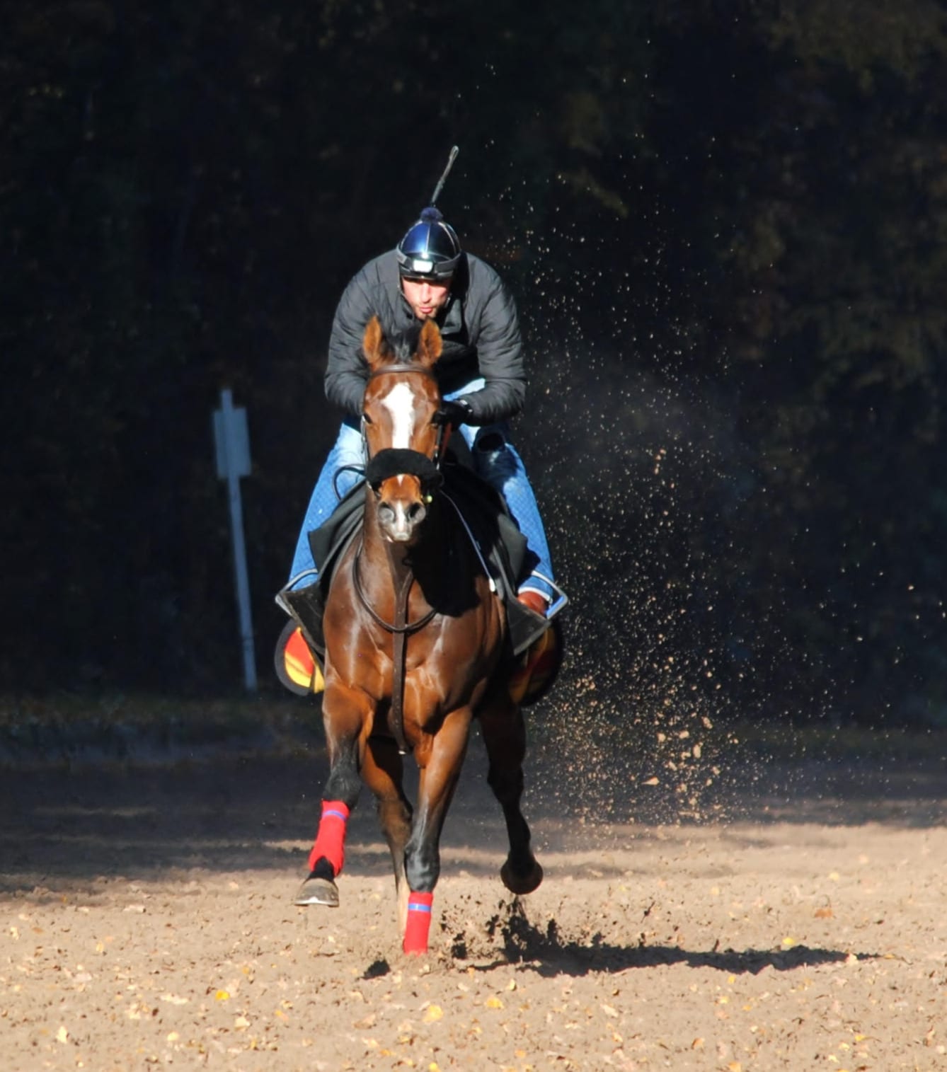 A horse and rider galloping toward the camera on the Chantilly dirt