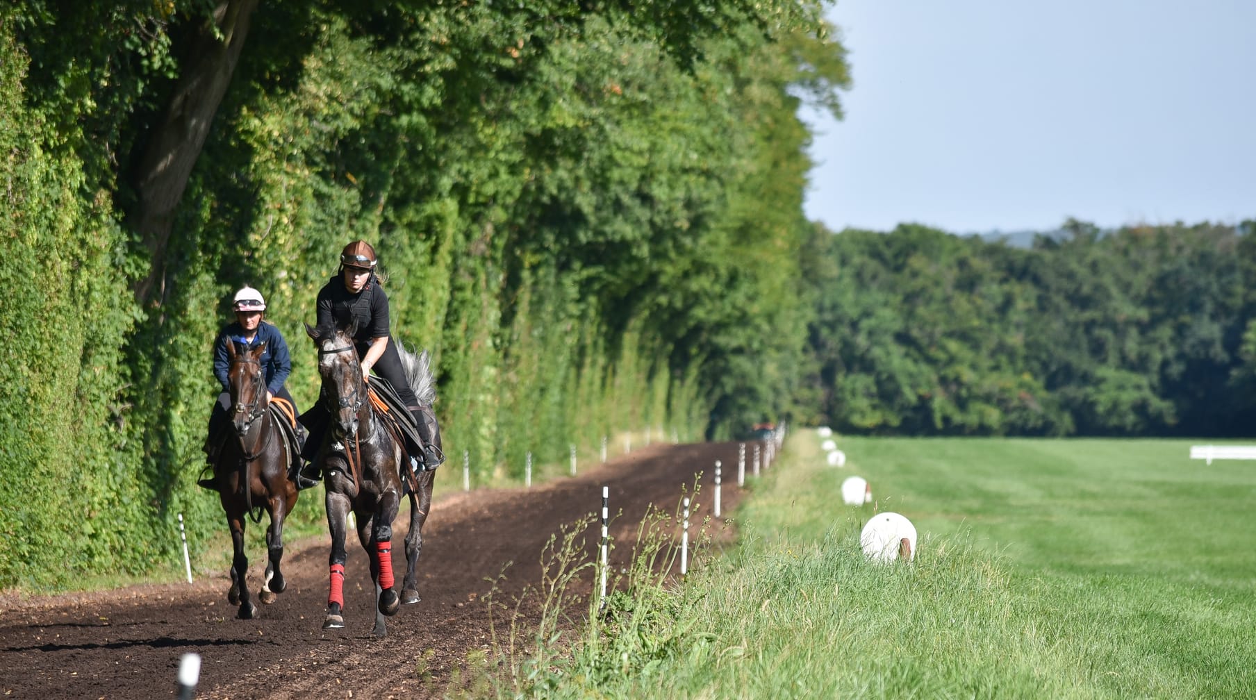 Two horses working on a dirt gallop at Chantilly