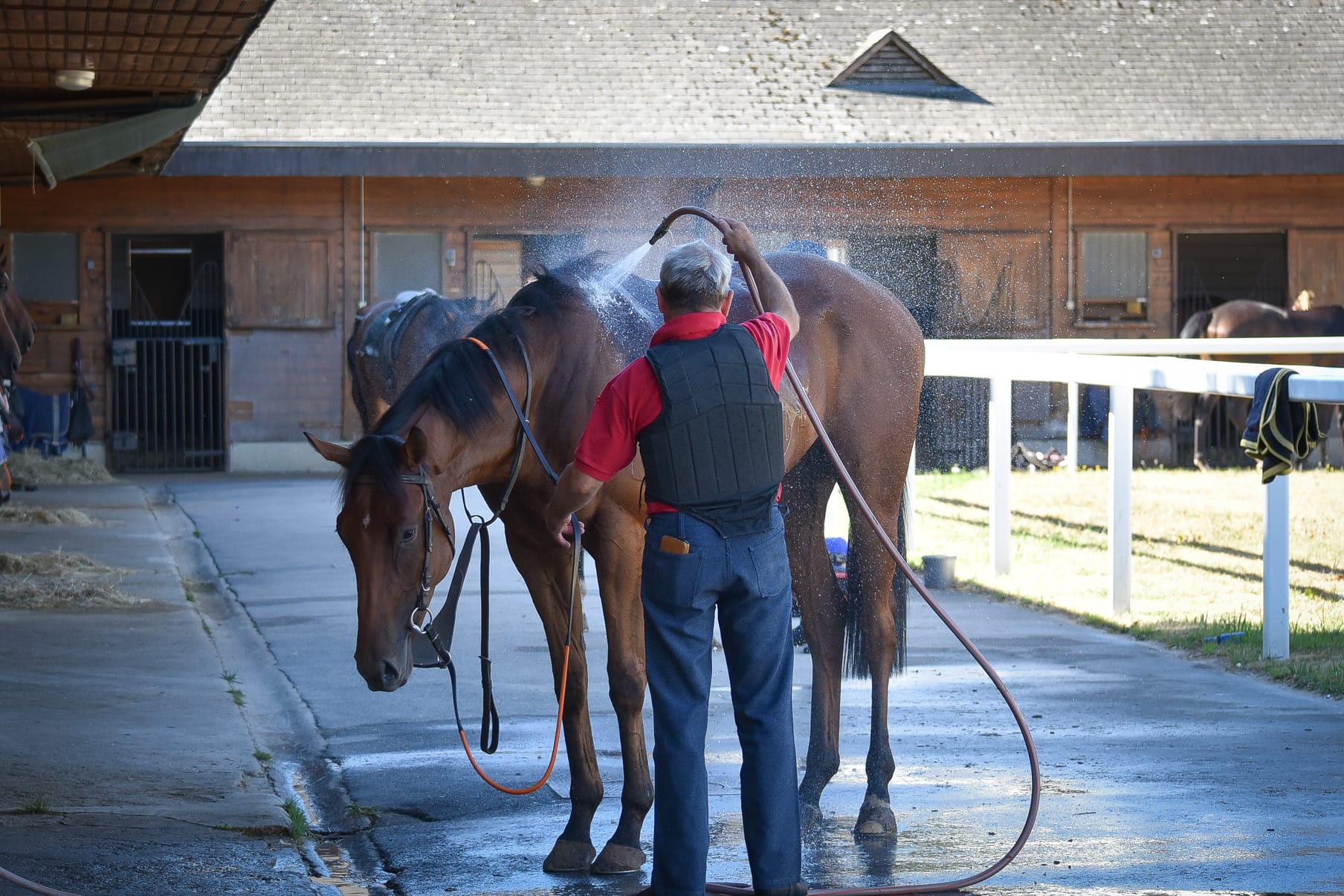 Horses working through the Chantilly forest